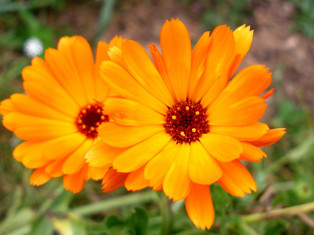 Красивые цветы календулы в саду