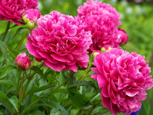 Красивые пионы в лесу