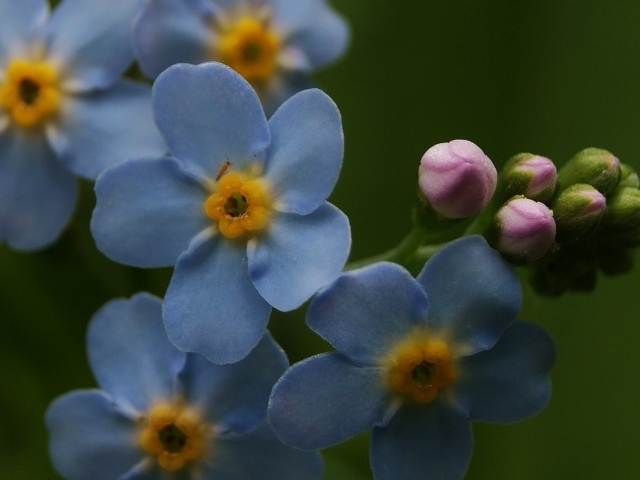 Красивые лепестки растения бруннера