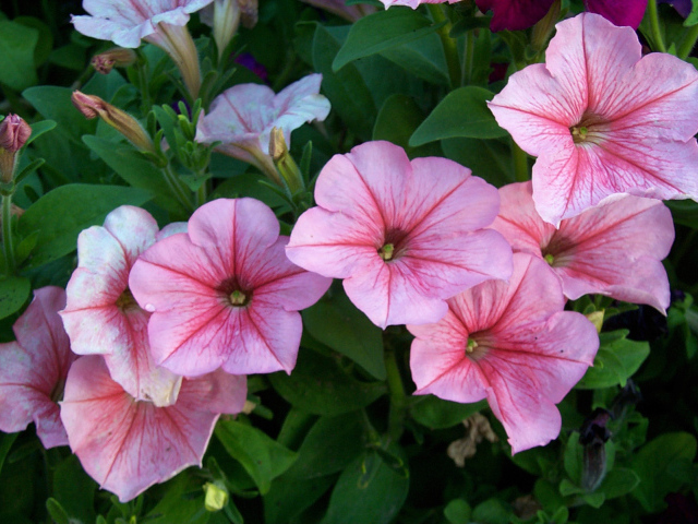 Красивая петуния в саду