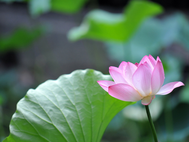 Красивый розовый цветок