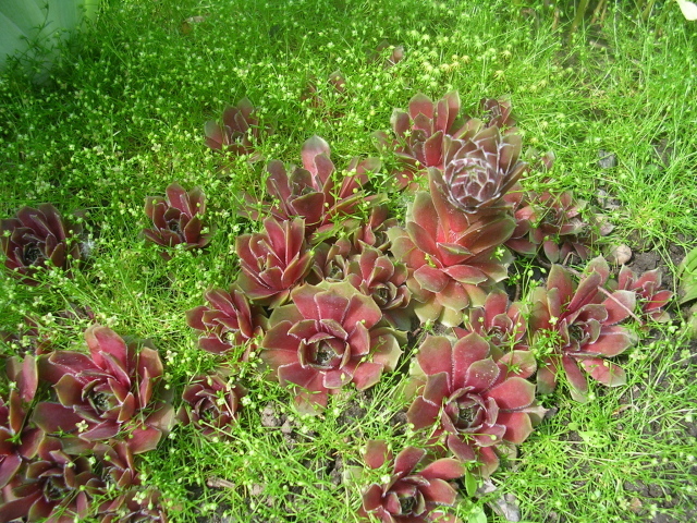 Красивое растение молодило в парке