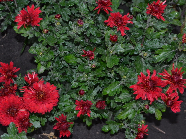 Красивые красные цветы хризантема