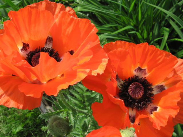 Красивый цветок красный мак