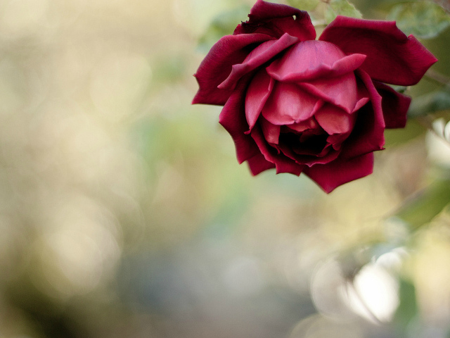 Красивая красная роза в саду