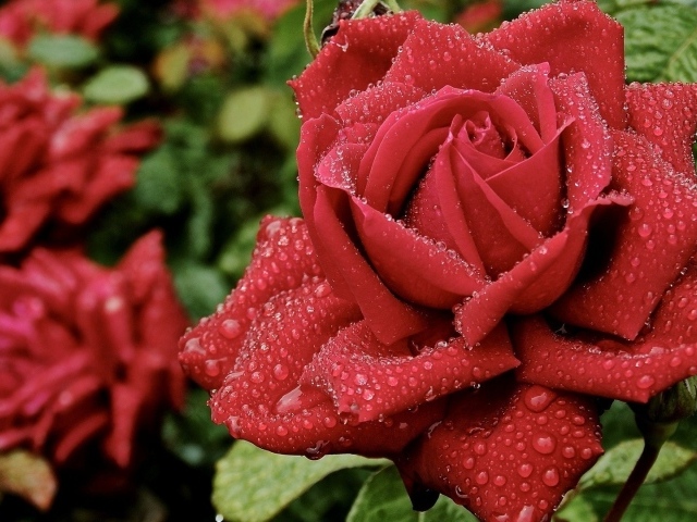 Красивые красные розы в саду под дождём