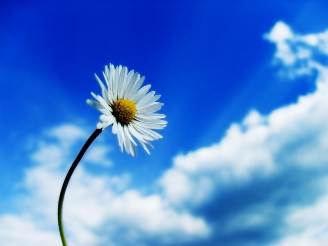 Белый цветок на фоне неба