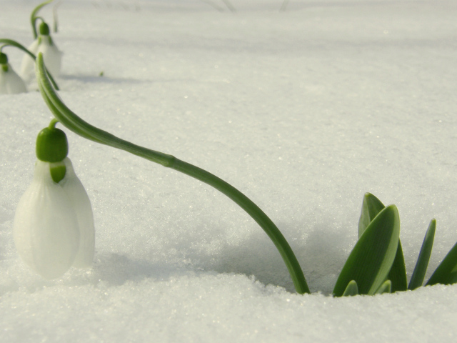 Красивый подснежник в снегу