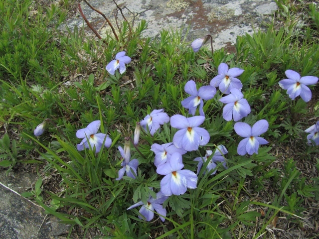 Красивые весенние виолы (фиалки, анютины глазки) на лужайке