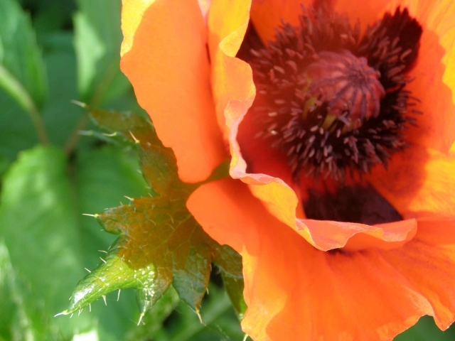 Красивый весенний цветок мак