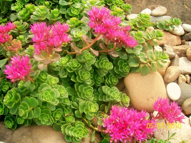 Красивая армерия в саду