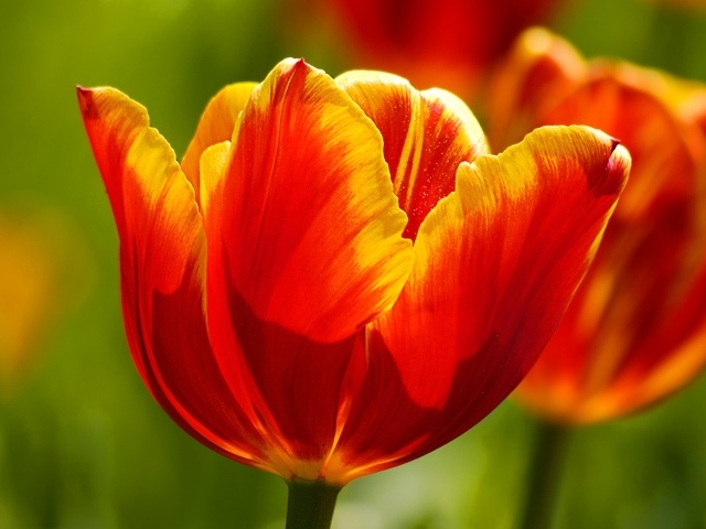 Красивые тюльпаны