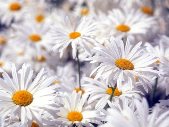 Красивые белые цветы