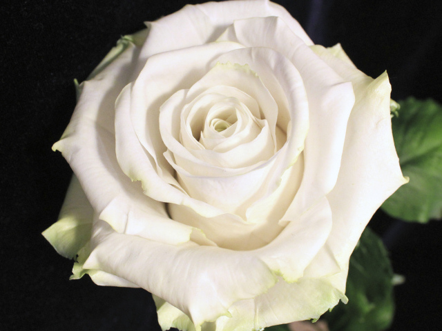 Красивая белая роза на чёрном фоне