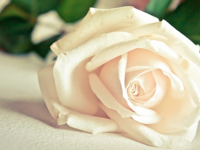 Красивая белая роза на белом столе