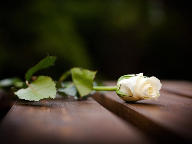 Красивая белая роза на скамейке