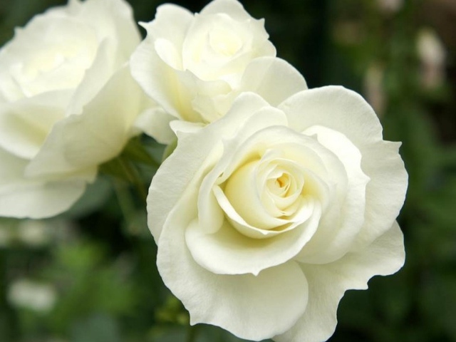 Красивые белые розы в саду