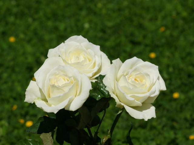 Красивые белые розы на фоне травы