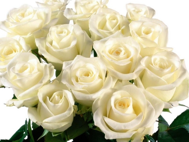 Красивые белые розы на белом фоне