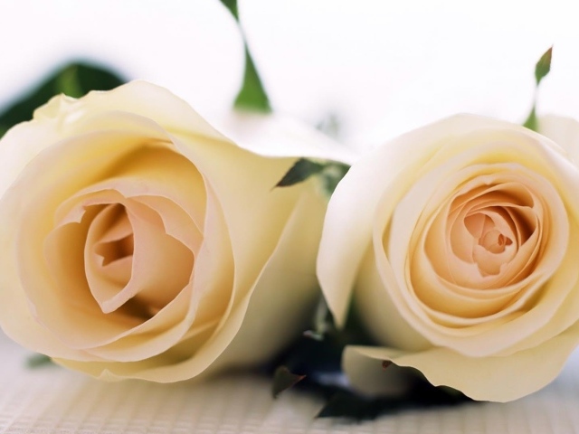 Красивые белые розы на белой скатерти