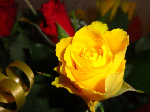 Красивая жёлтая роза