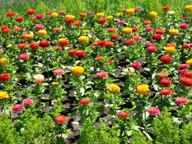 Красивая цинния (циния) на дачном участке