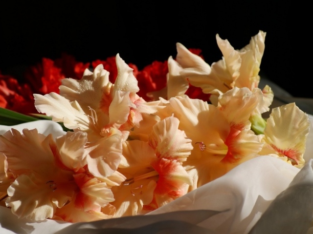 Бежевые цветы гладиолуса