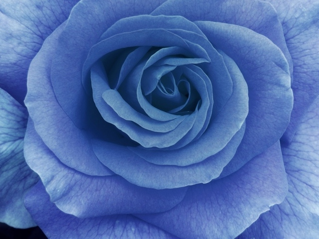 Большая синяя роза на тёмно-синем фоне