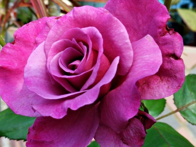 Большая фиолетовая роза