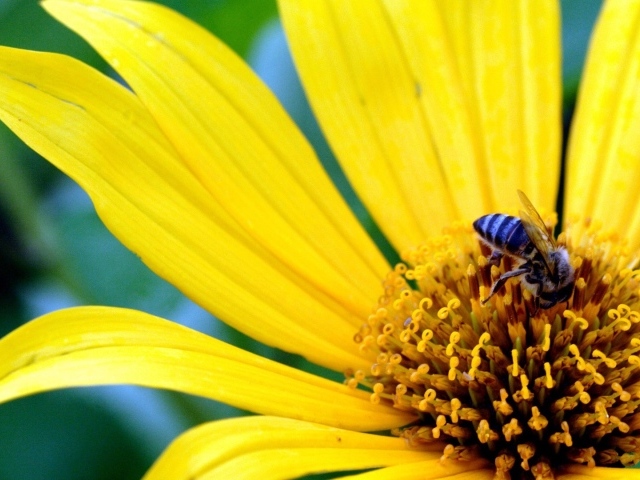 Большой желтый цветок