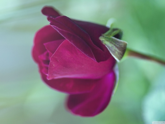 Цветущая фиолетовая роза