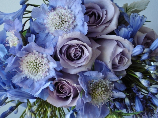 Голубые и фиолетовые цветы