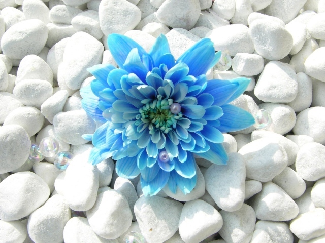 Голубой цветок на камнях