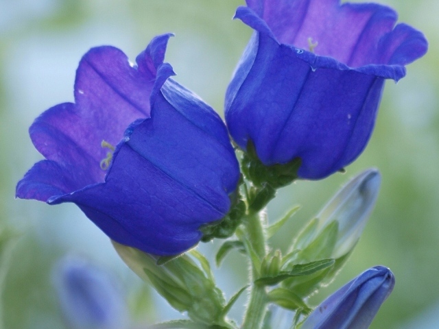 Синие цветы колокольчики