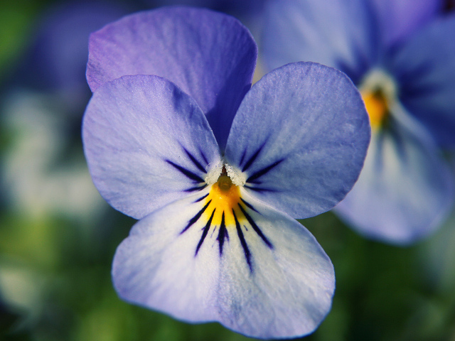 Голубые цветы анютины глазки в саду