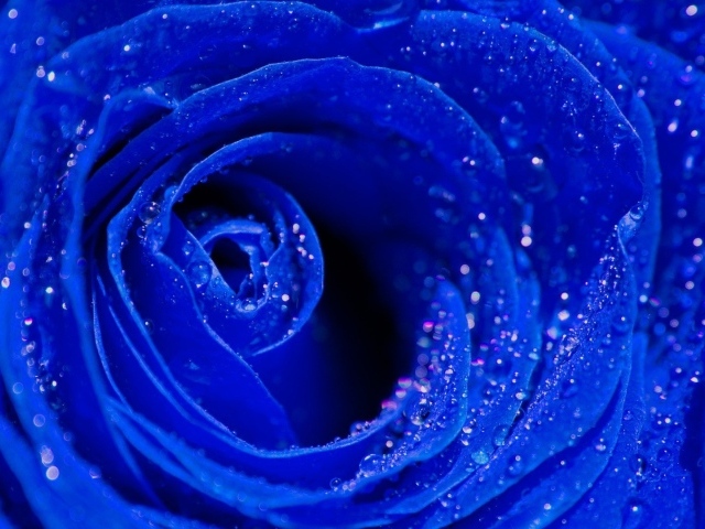 Синяя роза, сердцевина