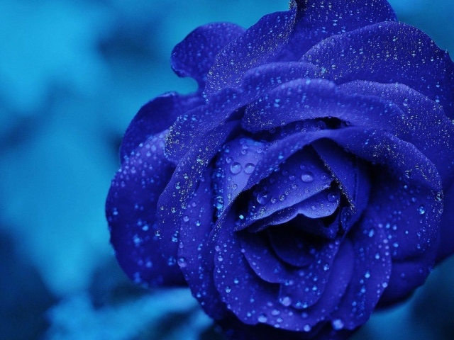 Синяя роза после проливного дождя