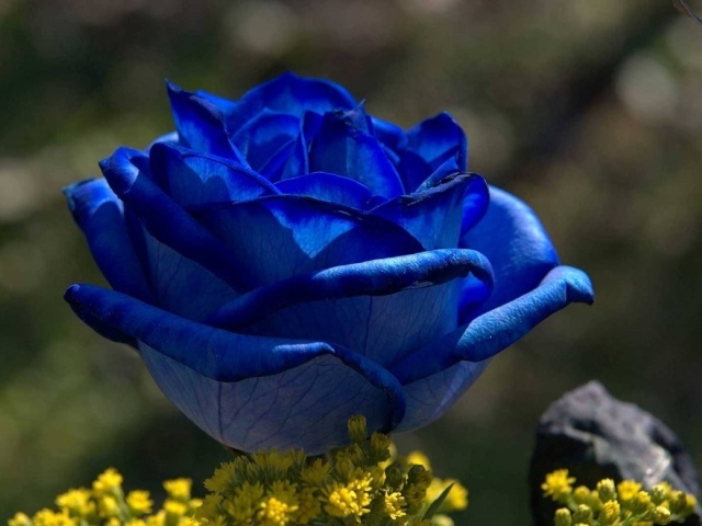 Синяя роза на рассвете
