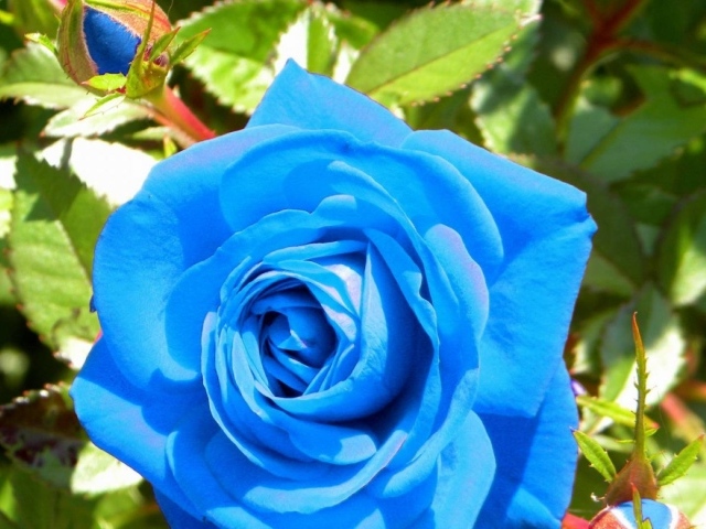 Синяя роза расцвела в саду