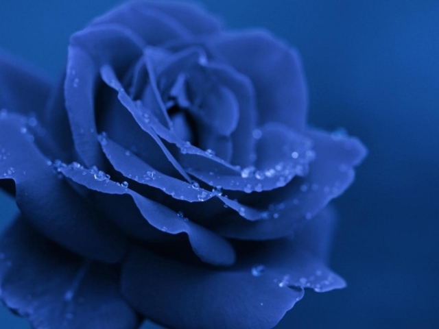 Синяя роза вечером