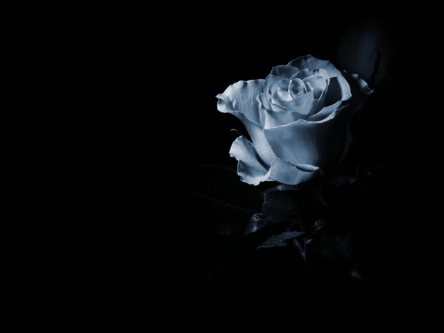 Синяя роза в тени