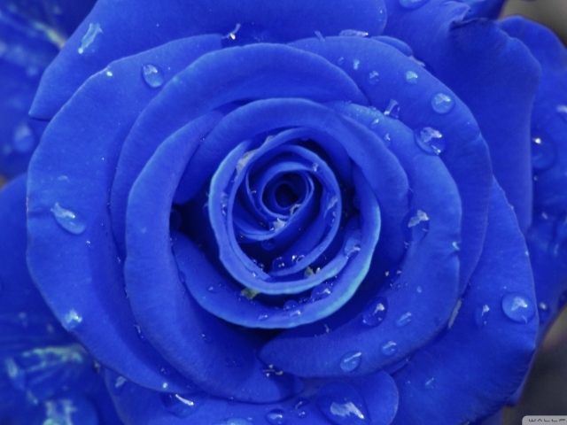 Синяя роза на сером фоне