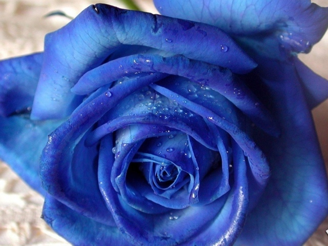 Синяя роза на белой скатерти