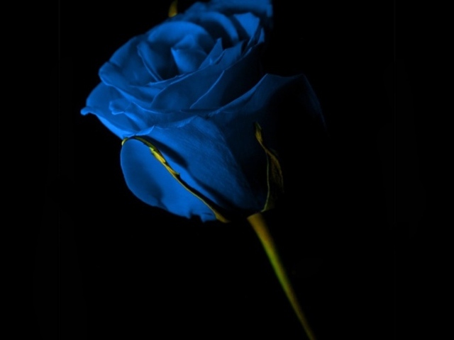 Синяя роза на чёрном фоне