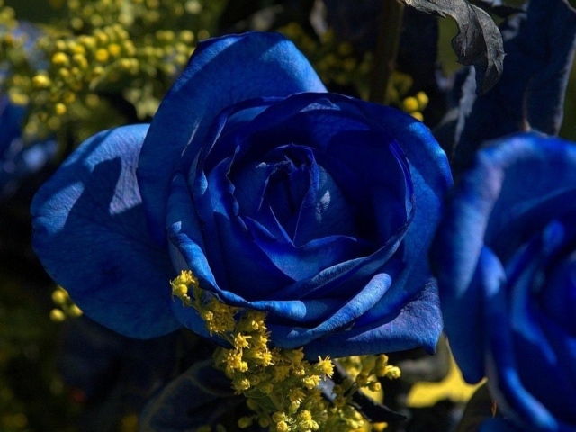 Синие розы в саду