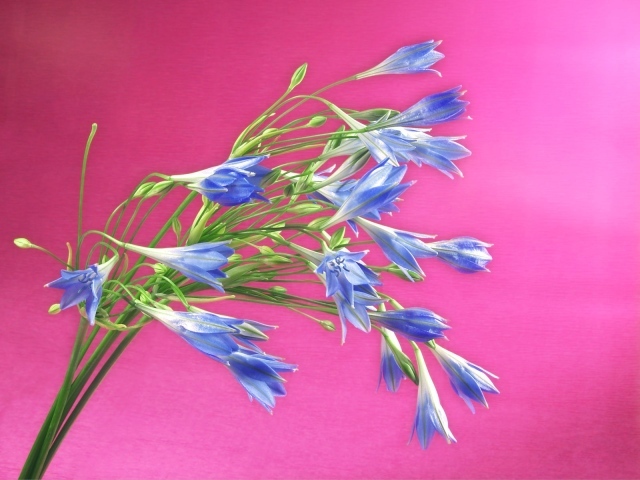 Букет синих полевых цветов