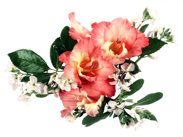 Букет оранжевых гладиолусов