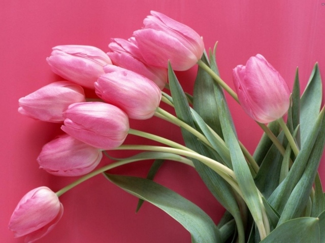 Букет розовых тюльпанов