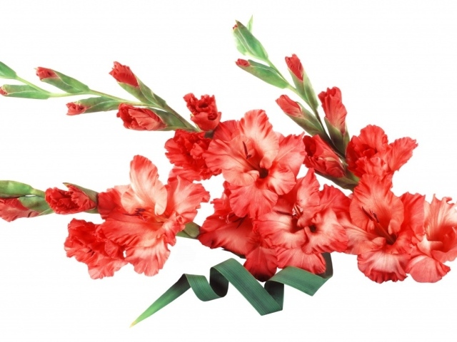 Букет красных гладиолусов