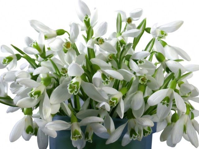 Букет белых цветов в ведре